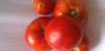 TOMAQUET DEL HORT